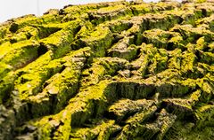 Canyon-Landschaft einer Eichenborke