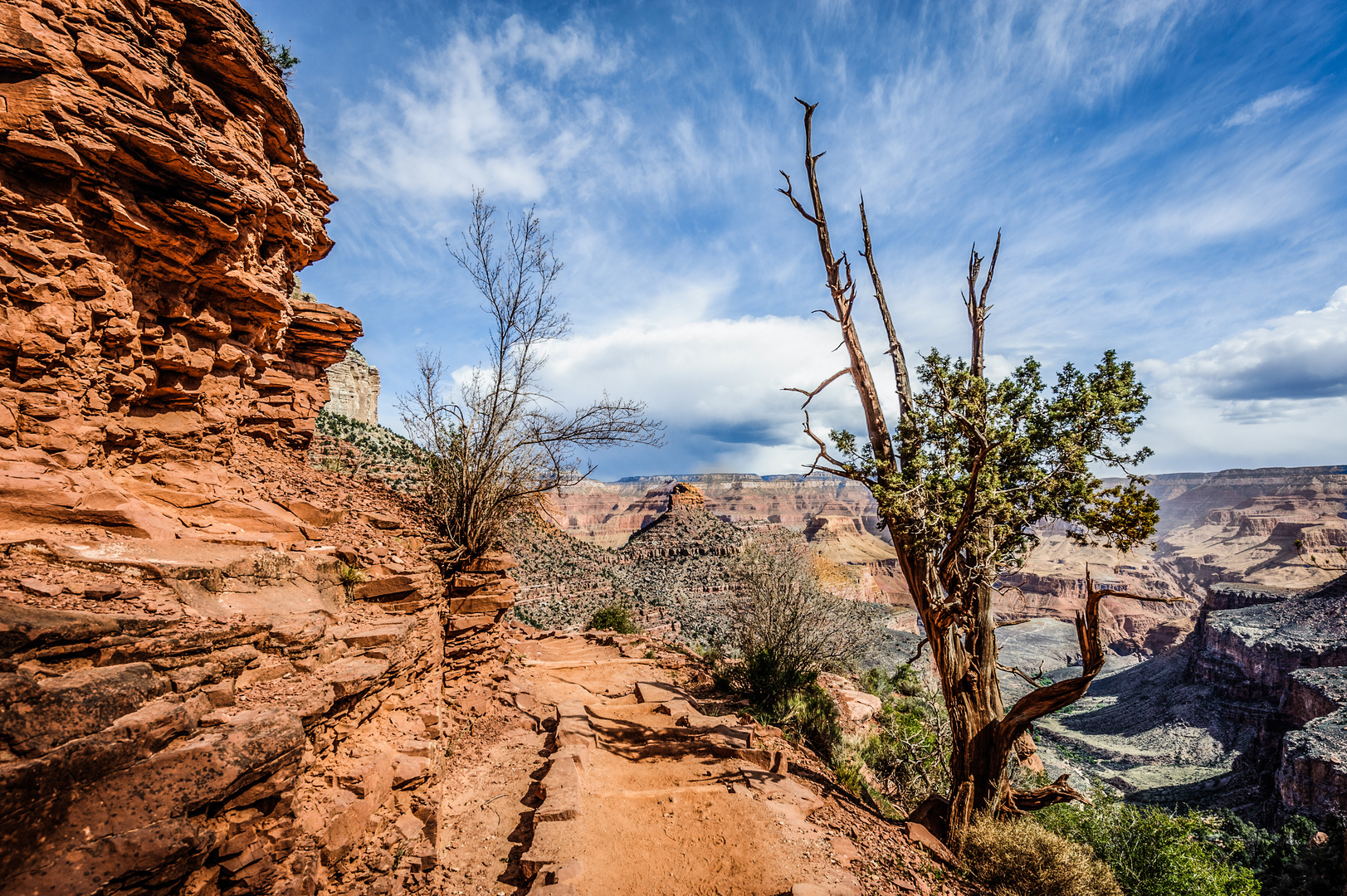 Canyon tree 1