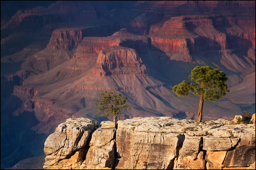 canyon tree