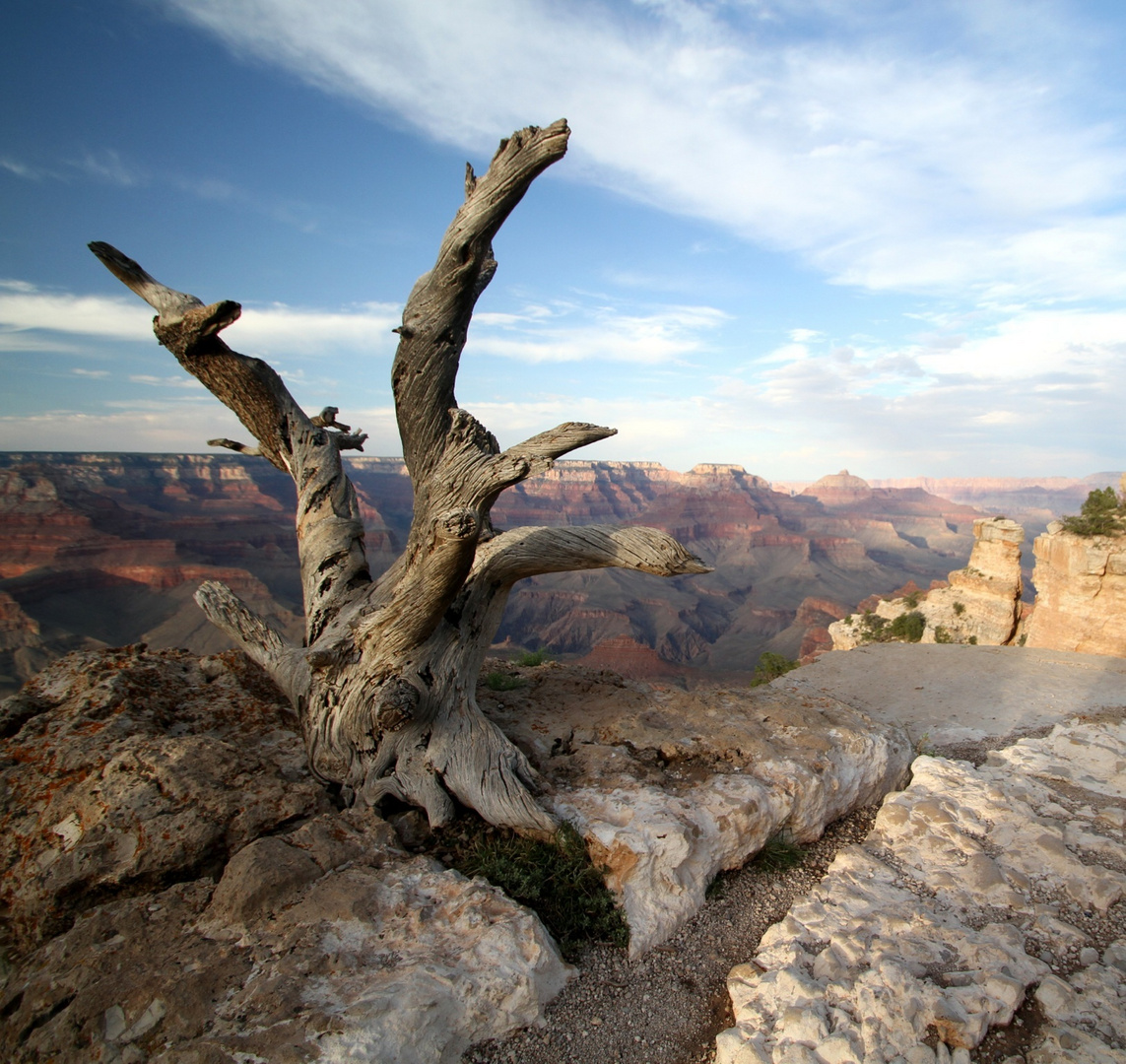 Canyon tree