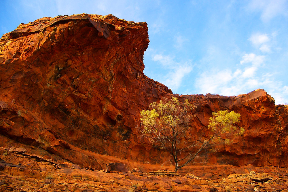 Canyon Tree