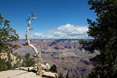 Canyon Tree