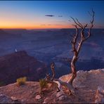 canyon tree II