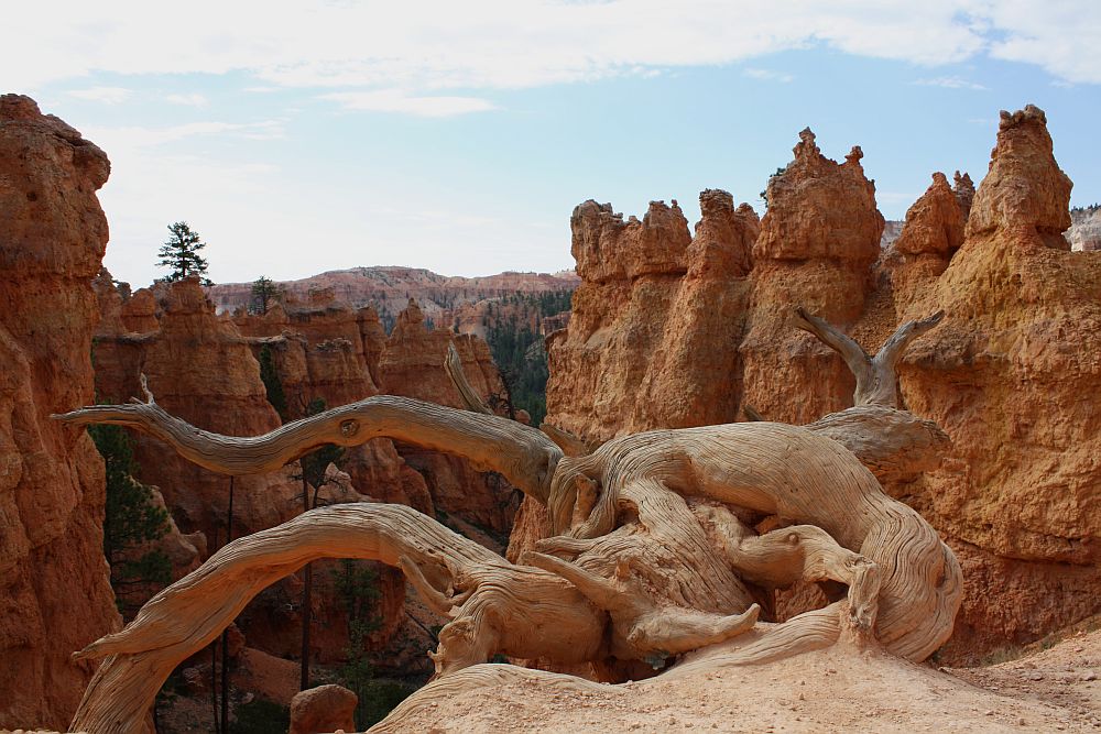 Canyon Tree im Bryce am Navajo Loop Trail