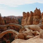 Canyon Tree im Bryce am Navajo Loop Trail