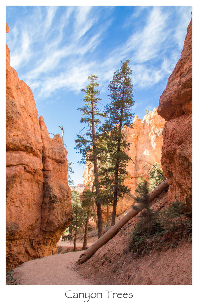 Canyon Trees