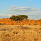 Canyon Village_Nähe Fish River Canyon_1