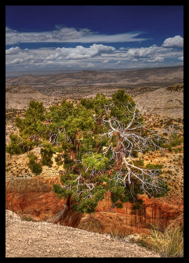 Canyonland Tree