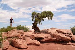 Canyonlands Baum