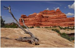 Canyonlands - Needles I