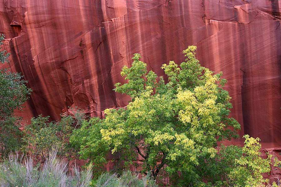 Canyonwalls - Neon Canyon