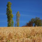 CAP AL CEL. HACIA EL CIELO. TOWARDS THE SKY.