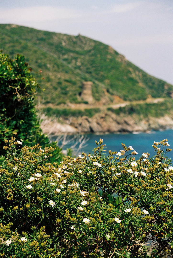 Cap Corse: Tour de Losse