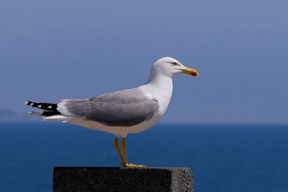 Cap de Agde