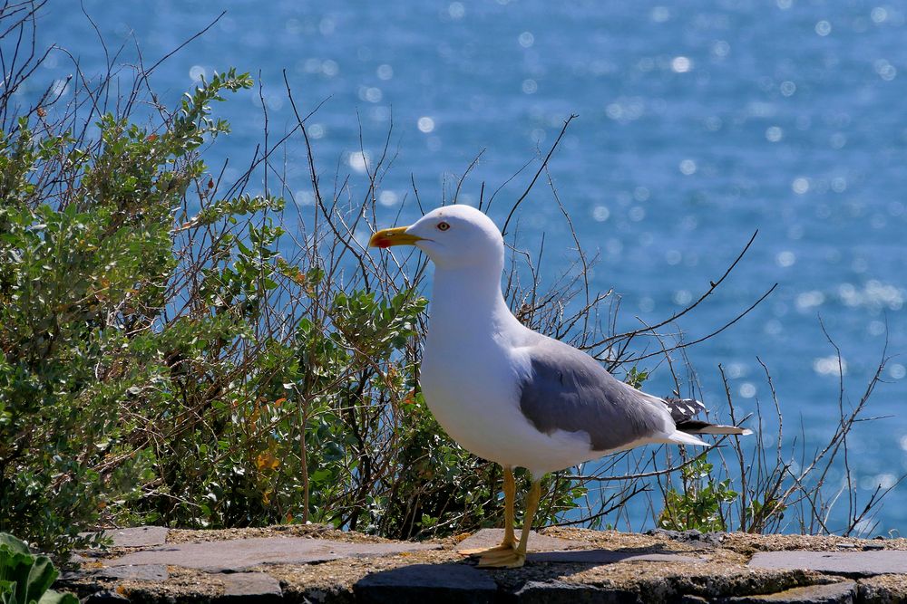 Cap de Agde