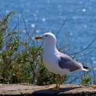 Cap de Agde