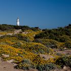 Cap de Ses Salines 2011