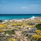 Cap de Ses Salines - Macchia