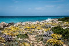 Cap de Ses Salines - Macchia