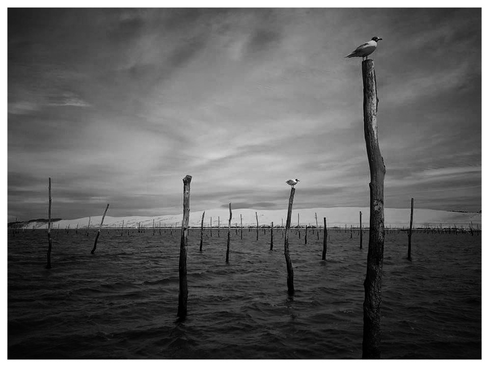 CAP FERRET