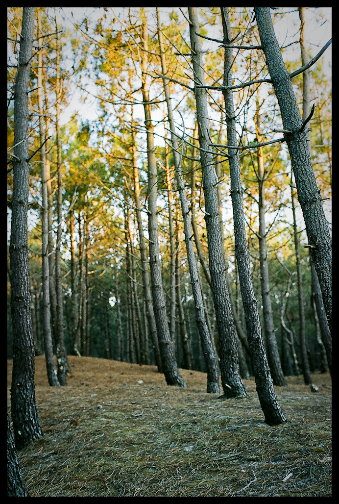 Cap Ferret 6/2010 II