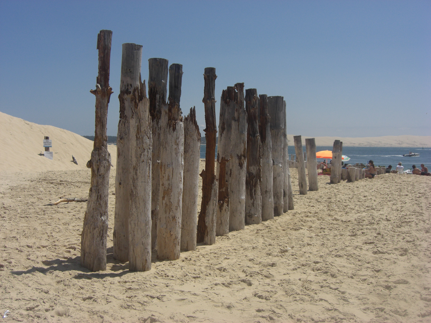 CAP FERRET