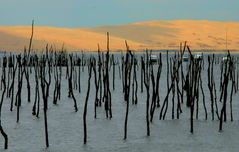 Cap Ferret