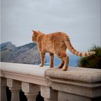 .."Cap Formentor-Cat"...