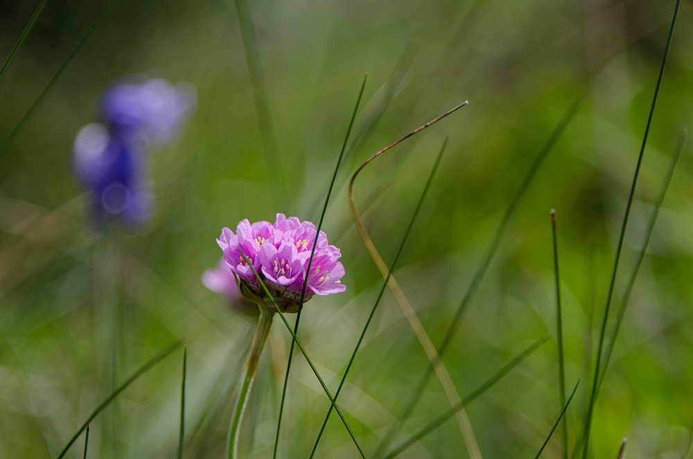 Cap Fréhel - Blümchen