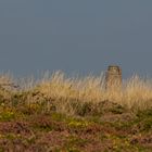 Cap Frehel (Frankreich)