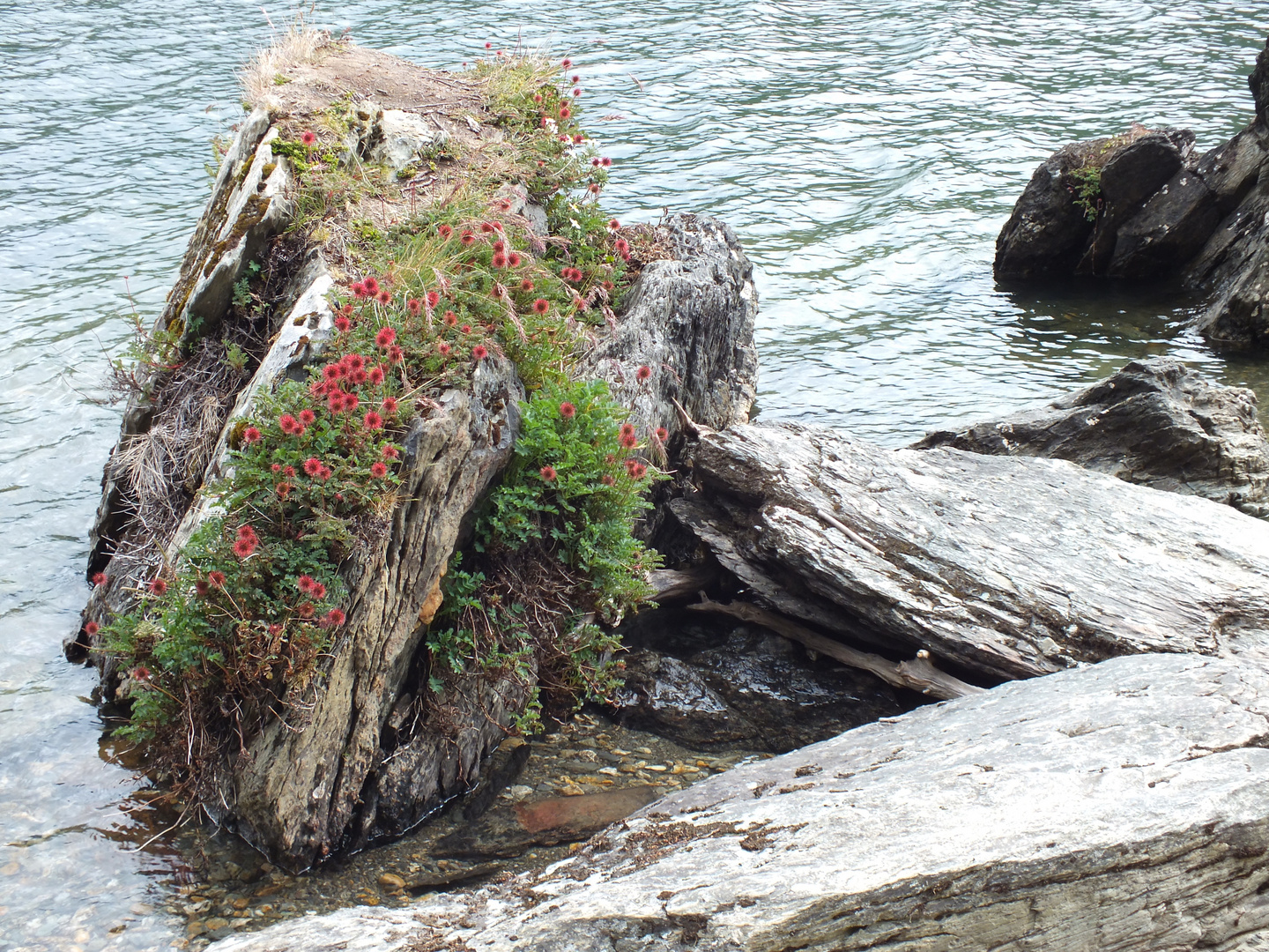 Cap Hoorn- Vegetation