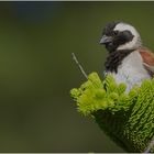 Cap Sparrow ( Kap Spatz )