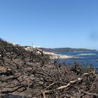 Cap Taillat nach dem Waldbrand 2017