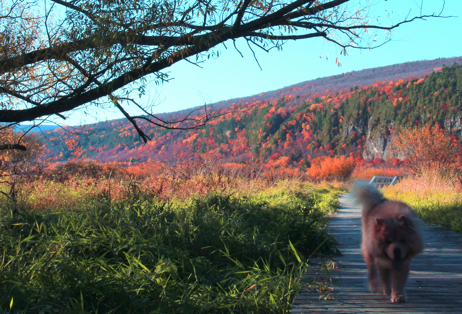 Cap-Tourmente en automne