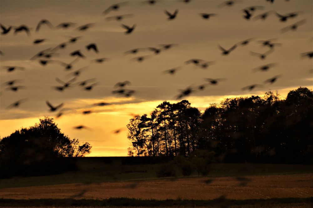 Cap vers les pays chauds photo et image | france, nature, outdoor
