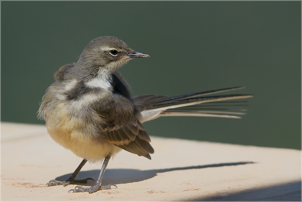 Cap Wagtail  ( Süd-Afrika)