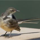 Cap Wagtail  ( Süd-Afrika)