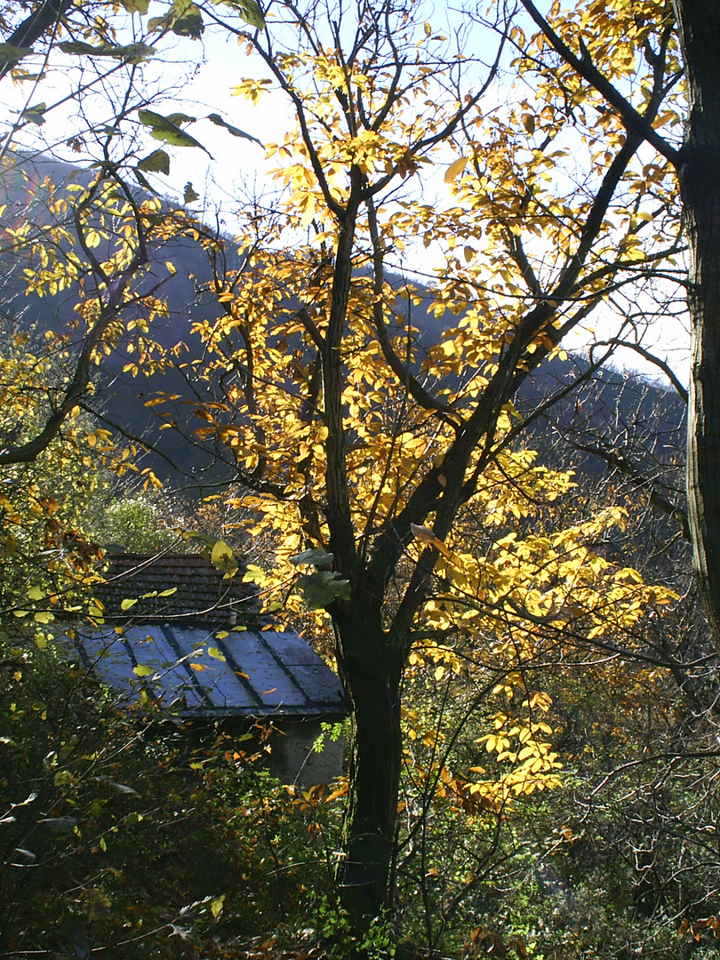 Capanno nei boschi in autunno