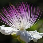 capari-Capparis spinosa