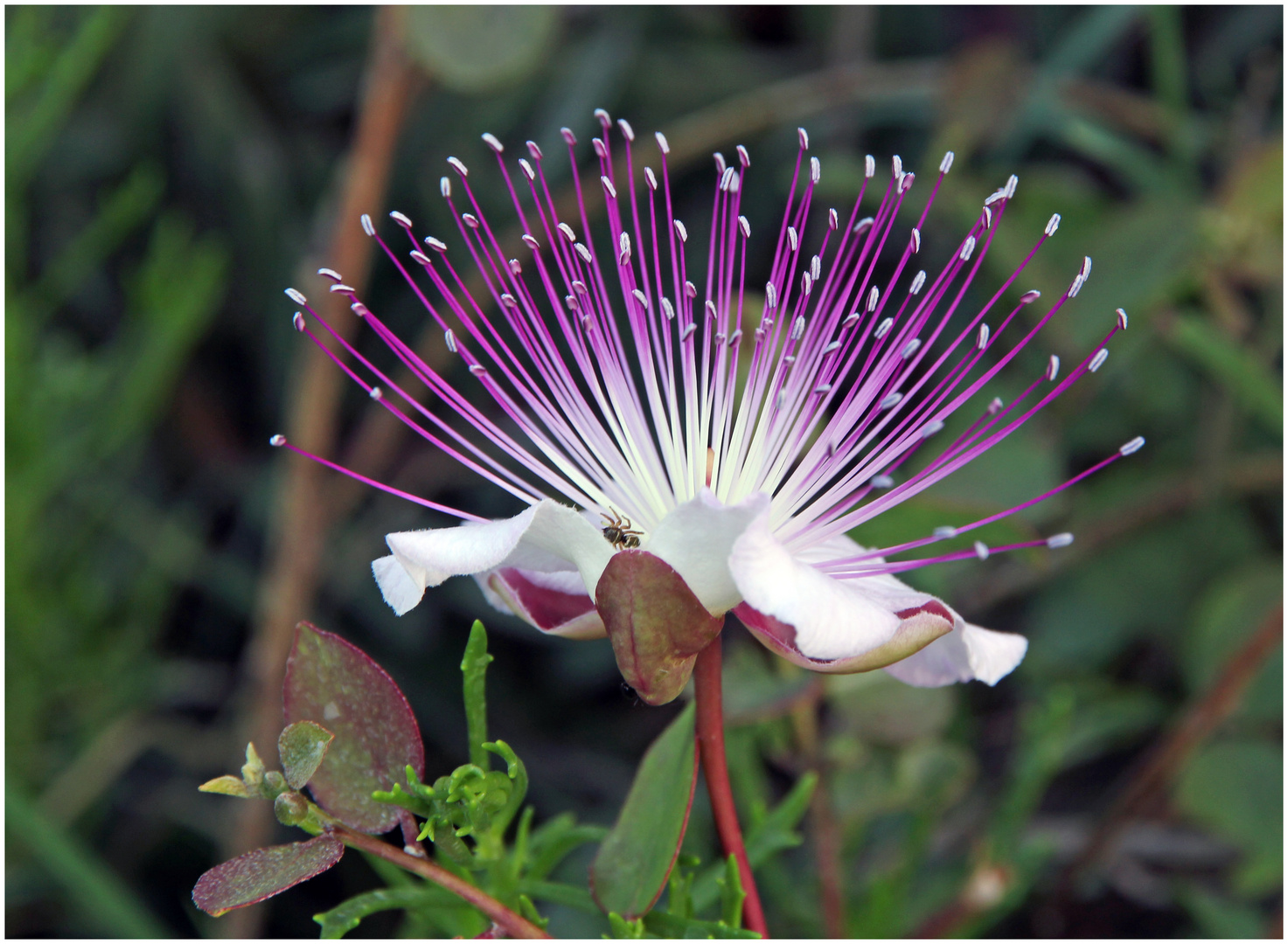 caparis spinosa 