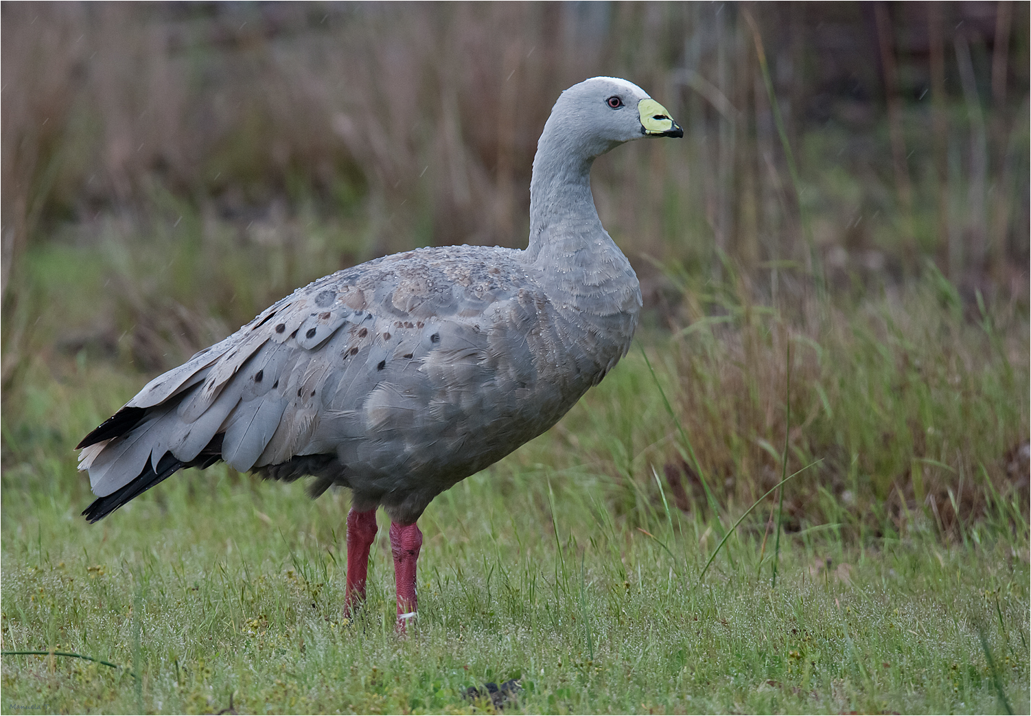 Cape Barren goose