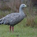 Cape Barren goose