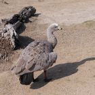 Cape Barren Goose (Hühnergans) - Cereopsis novaehollandiae