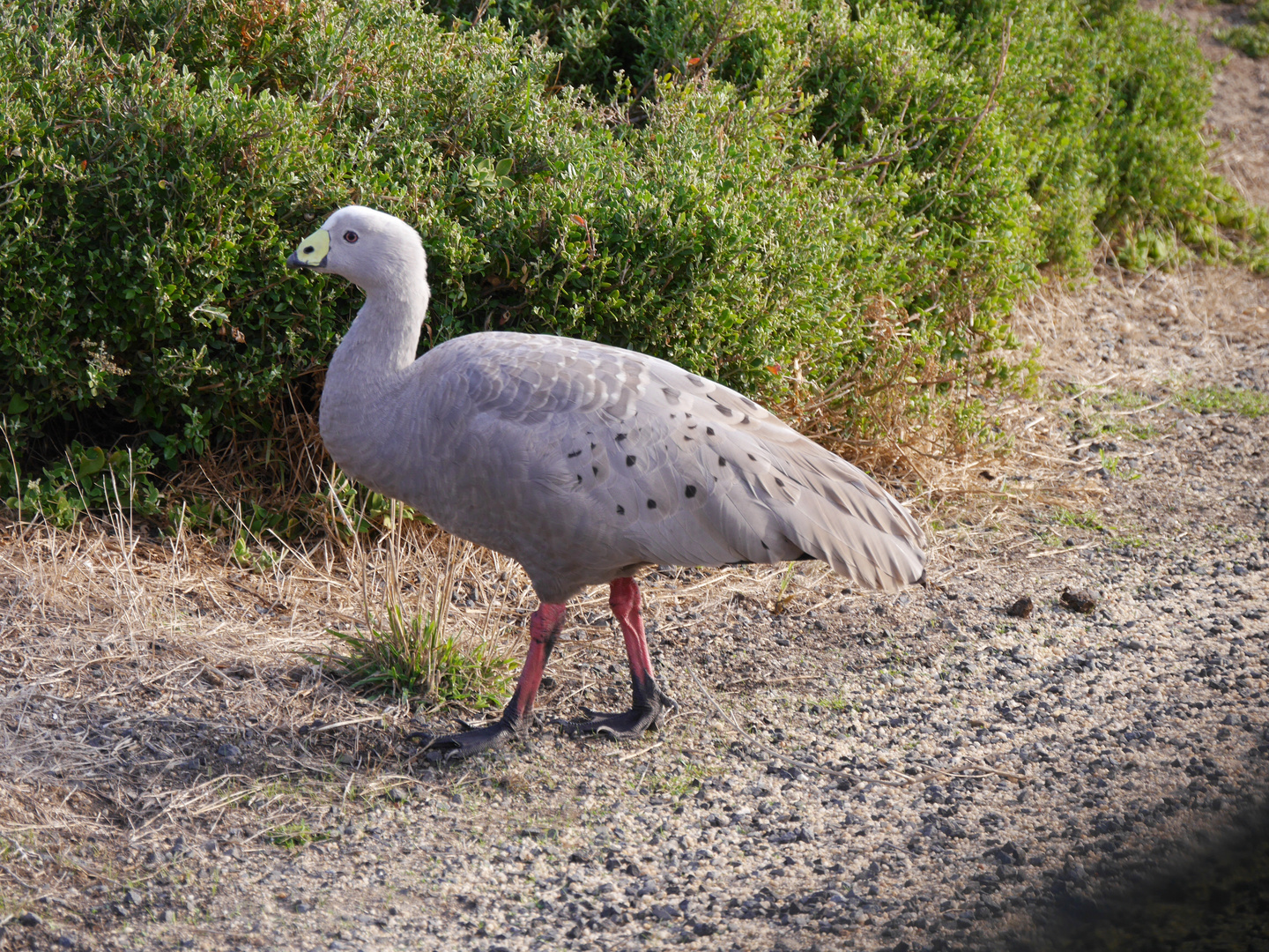 Cape Barren Goose (Hühnergans) - Cereopsis novaehollandiae