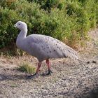 Cape Barren Goose (Hühnergans) - Cereopsis novaehollandiae