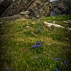 Cape Bonavista, Newfoundland