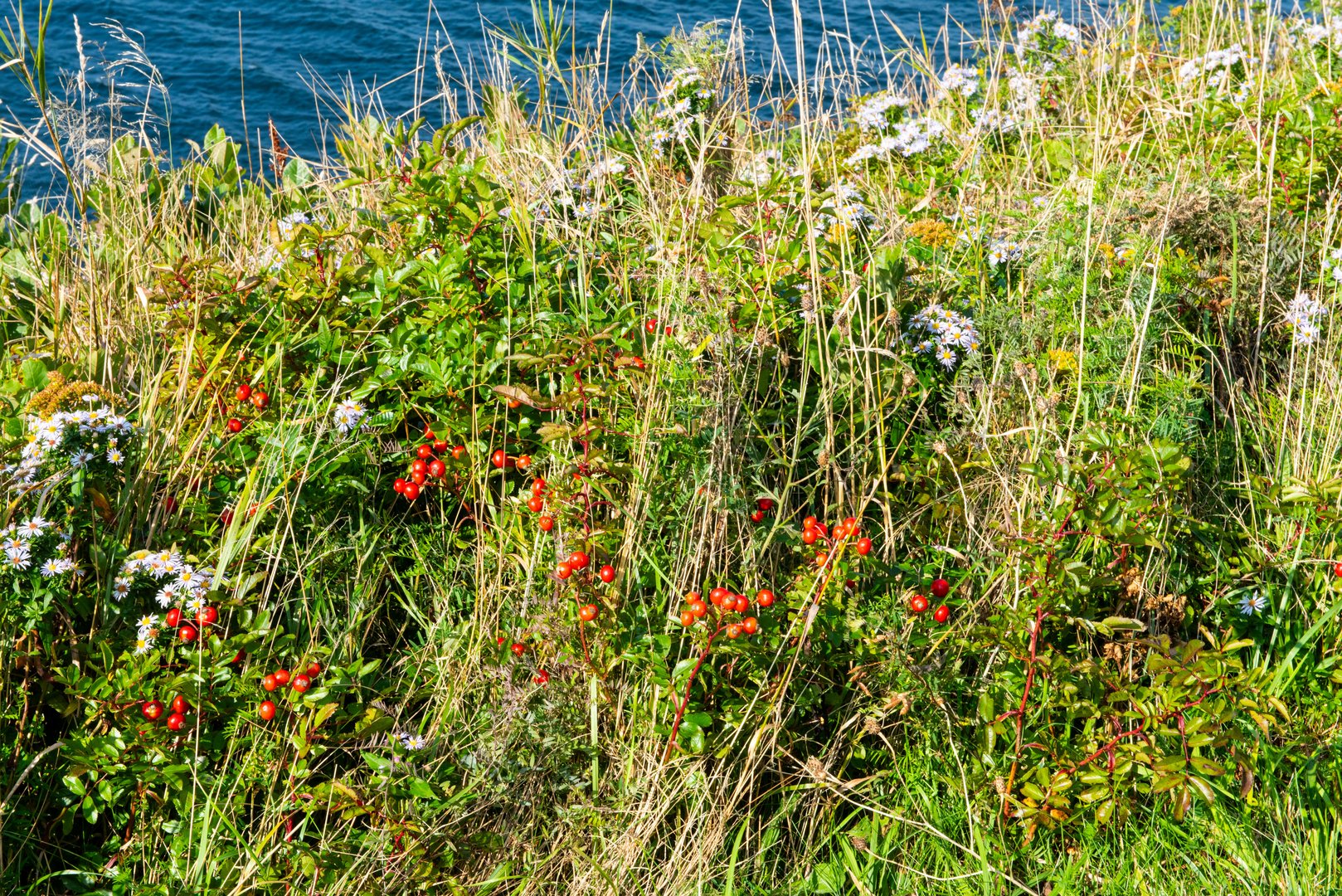 Cape Breton, Nova Scotia.              DSC_6686