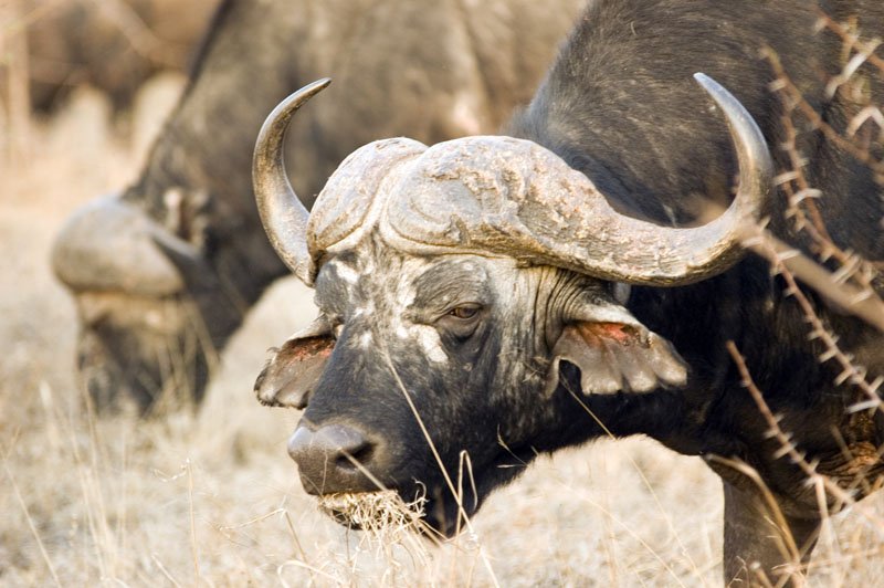 Cape Buffalo