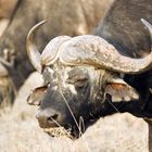 Cape Buffalo