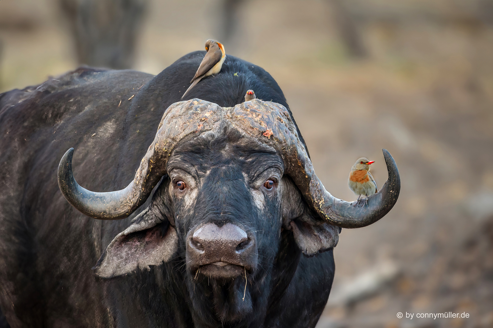 Cape Buffalo